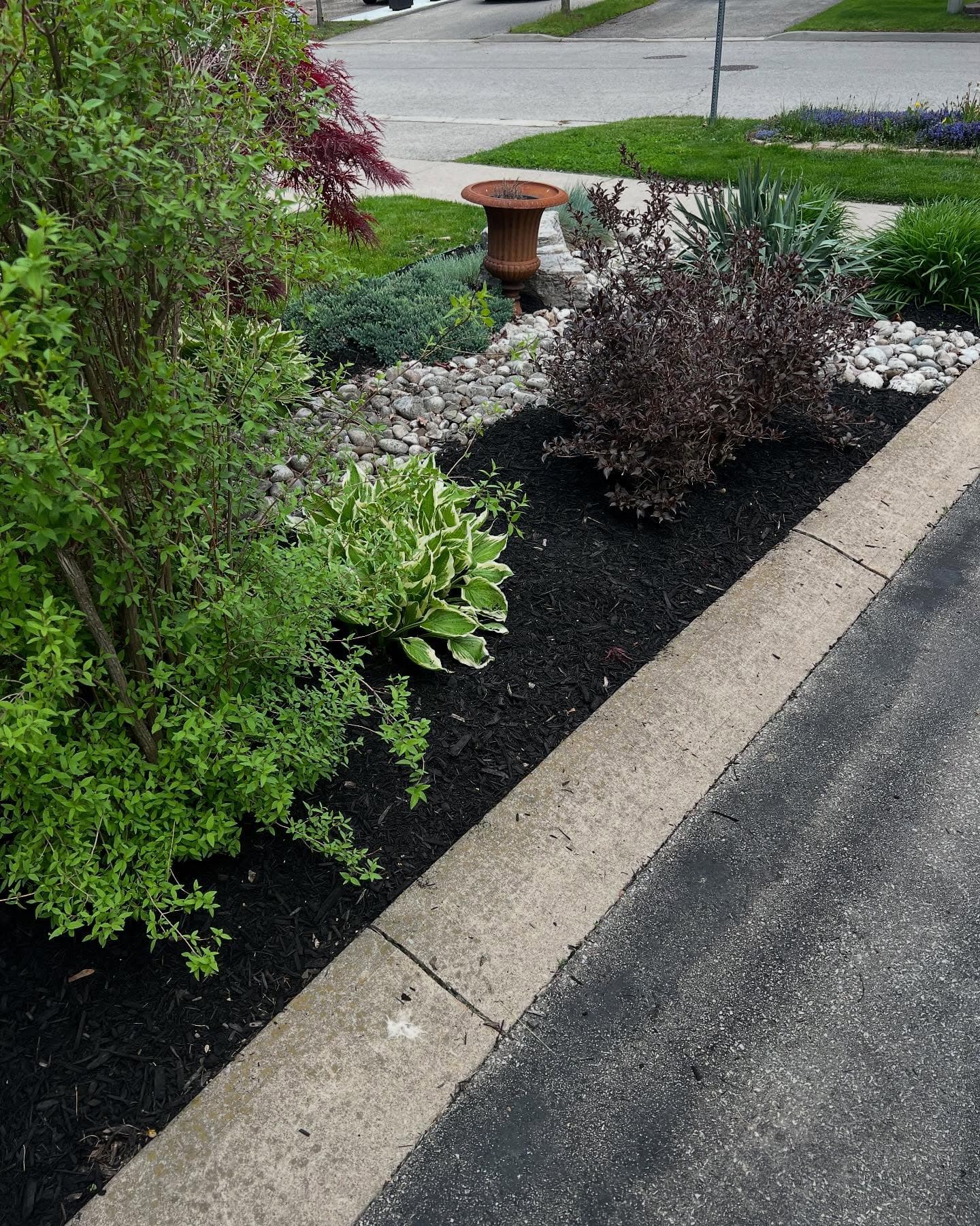 Front bed with fresh black mulch, edging, and shrub planting