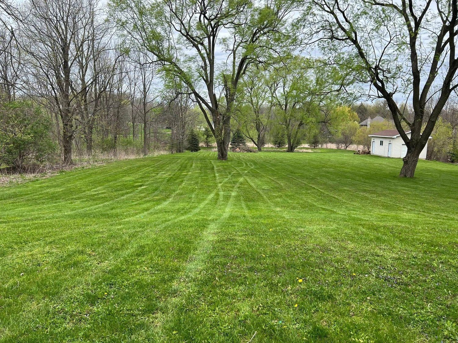 Freshly mowed open lawn lined with mature trees in spring